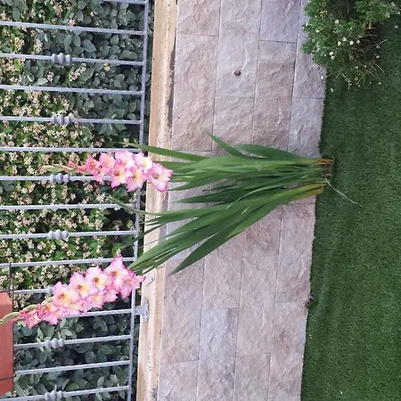 Casa vacanze Casa Con Giardino Olbia
